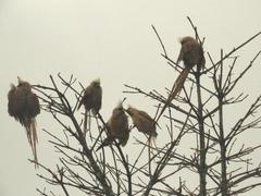 Colius striatus minor