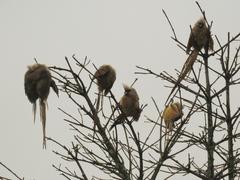 Colius striatus minor