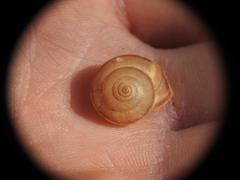 Metafruticicola noverca