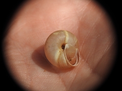 Metafruticicola noverca