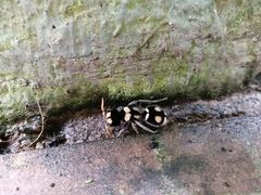 Hoplomutilla insignis