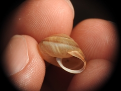 Metafruticicola noverca