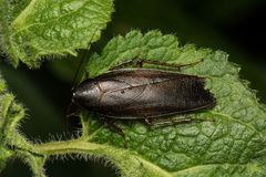 Rhabdoblatta takahashii