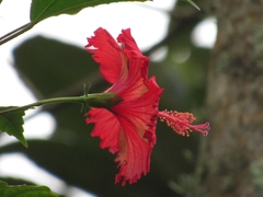 Hibiscus uncinellus