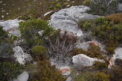 Aloiampelos commixta