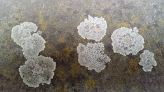Fungi