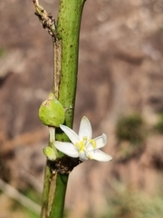 Chlorophytum krookianum