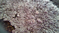 Fungi