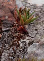 Aloiampelos commixta