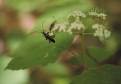 Strangalepta abbreviata