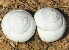 Sphincterochila candidissima