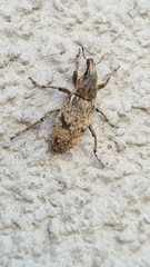 Asproparthenis punctiventris