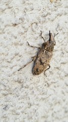 Asproparthenis punctiventris