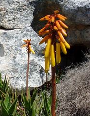 Aloiampelos commixta