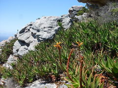 Aloiampelos commixta