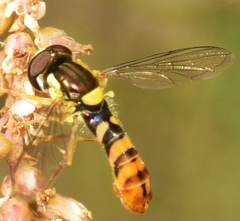 Sphaerophoria rueppellii