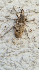 Asproparthenis punctiventris