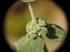 Pseudodictamnus mediterraneus