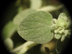 Pseudodictamnus mediterraneus