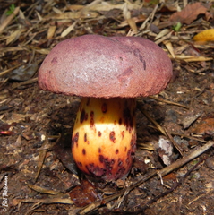 Boletus loyita