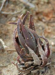 Tulista pumila
