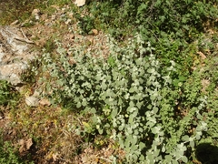 Pseudodictamnus mediterraneus