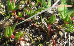 Lampranthus filicaulis