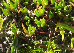 Lampranthus filicaulis