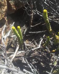 Crassula rupestris marnierana