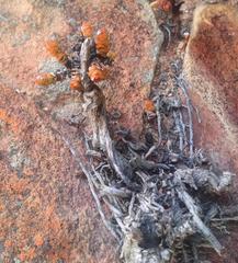 Crassula rupestris marnierana