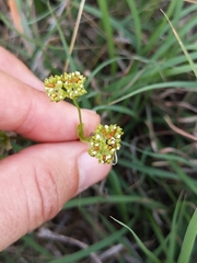 Valerianella amarella