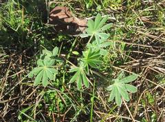 Lupinus cosentinii