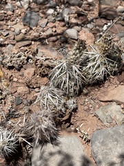 Grusonia clavata