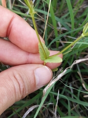 Valerianella amarella