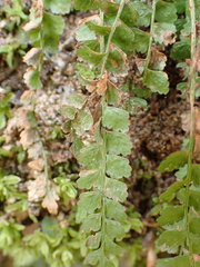 Asplenium viride image