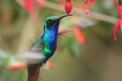 Campylopterus falcatus