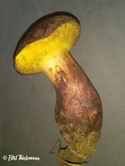 Boletus loyita