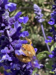 Xylocopa sonorina