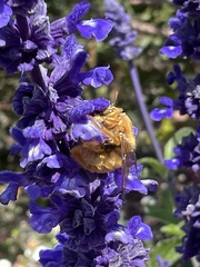Xylocopa sonorina