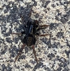 Allocosa funerea