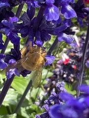 Xylocopa sonorina
