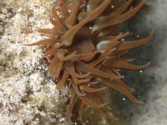 Anemonia sargassensis