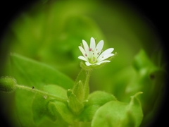 Stellaria cupaniana