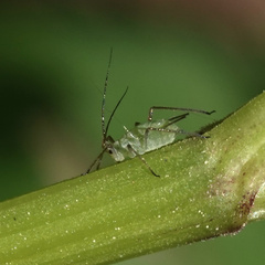 Aphididae