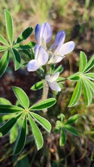 Lupinus albus