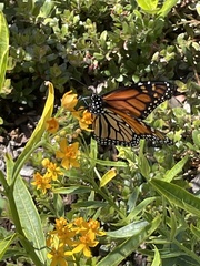 Danaus plexippus