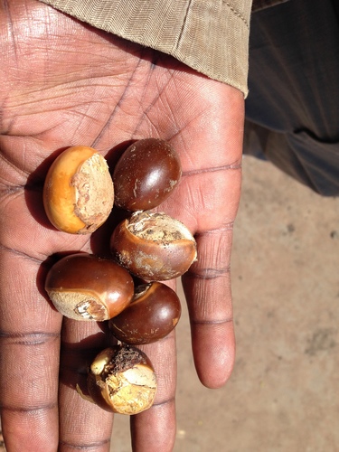 Shea Tree