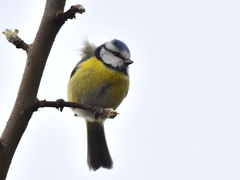 Cyanistes caeruleus