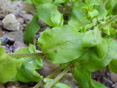 Stellaria cupaniana
