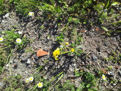 Senecio littoreus littoreus